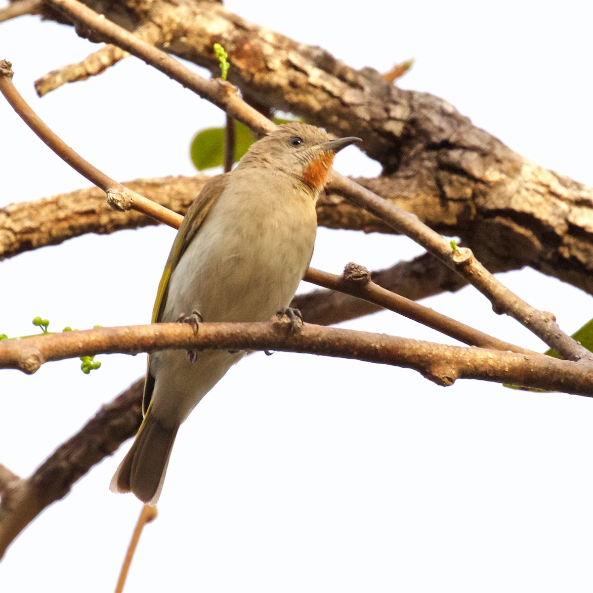 Rufous-throated Honeyeater - ML643632703