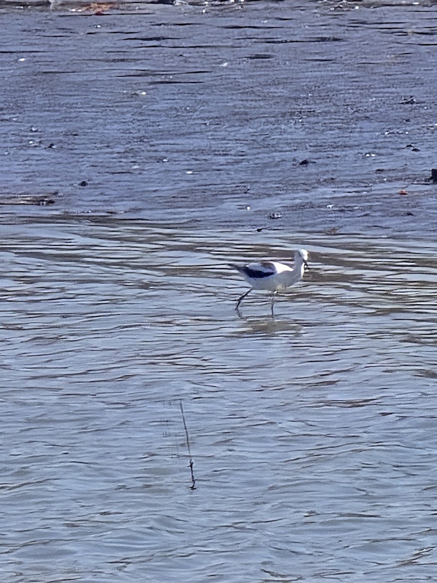 American Avocet - ML643632734