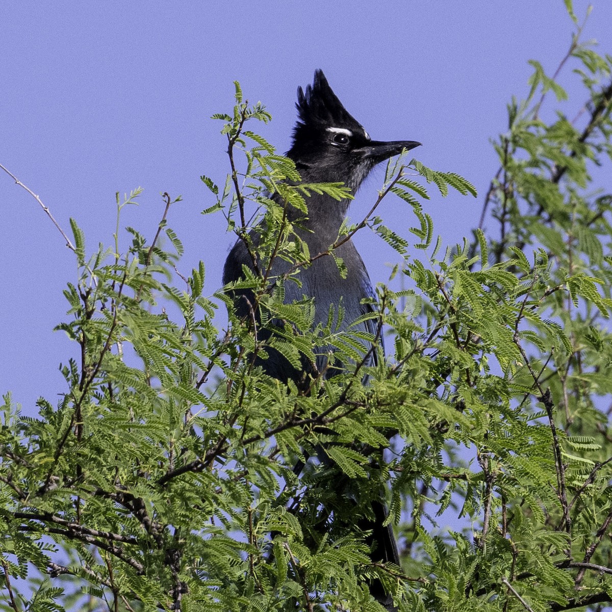 Steller Kargası - ML643632735