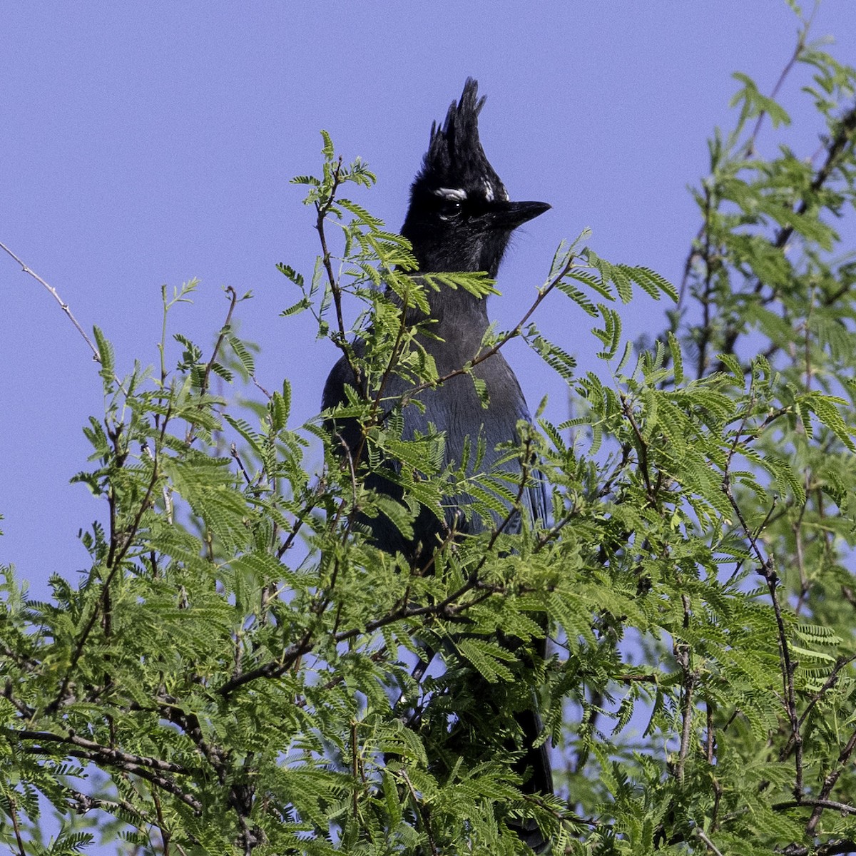 Steller Kargası - ML643632737