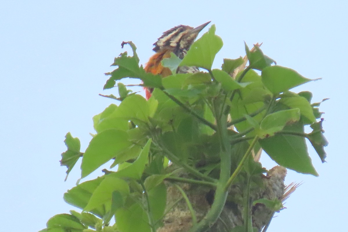 Common Flameback - ML643632739