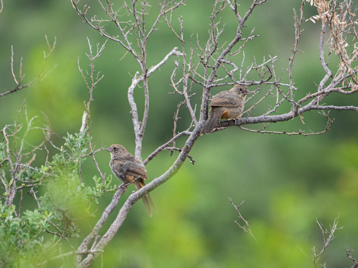 Canyon Towhee - ML643632745