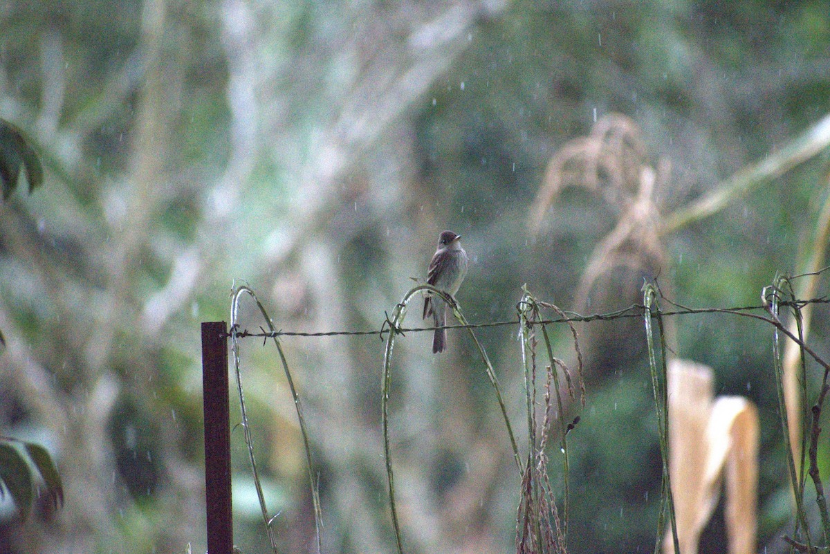 Western Wood-Pewee - ML643632754