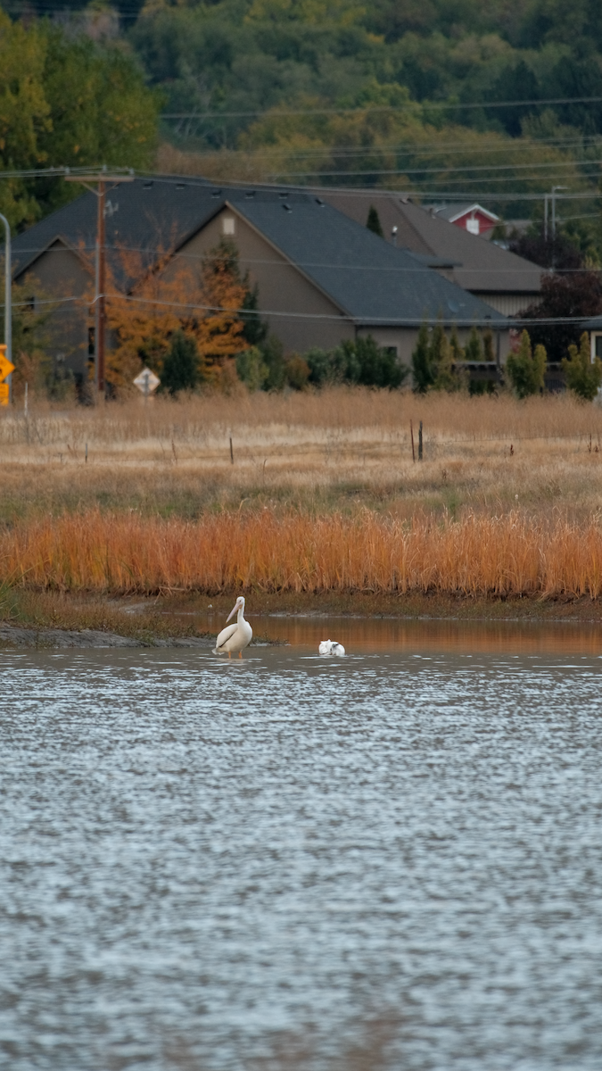 American White Pelican - ML643632759