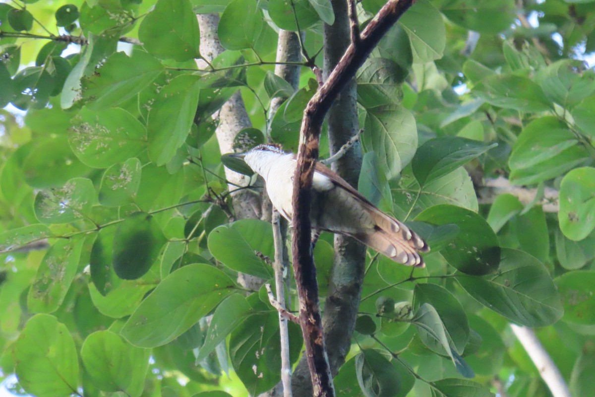Banded Bay Cuckoo - ML643632789