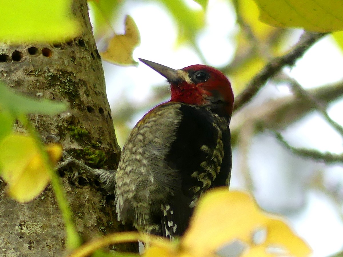 Red-breasted Sapsucker - ML643632790