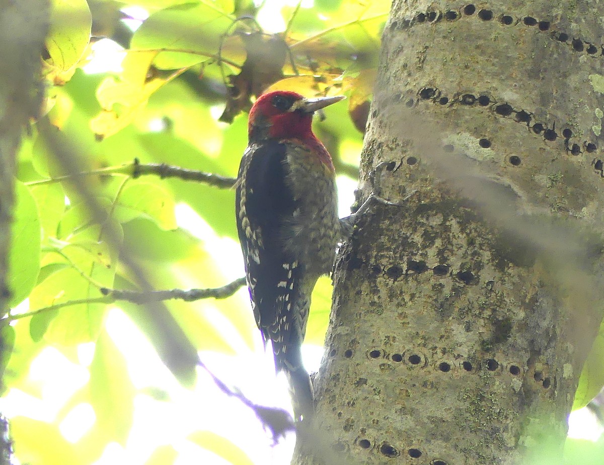 Red-breasted Sapsucker - ML643632791
