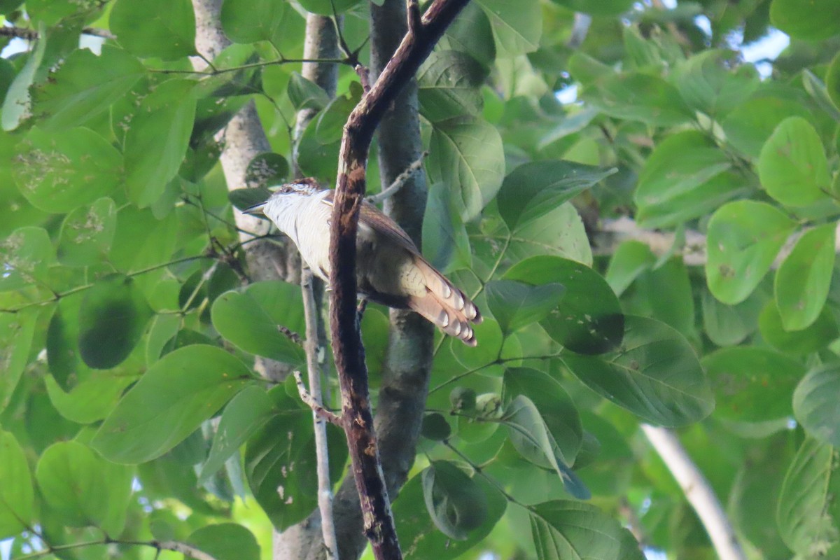 Banded Bay Cuckoo - ML643632792