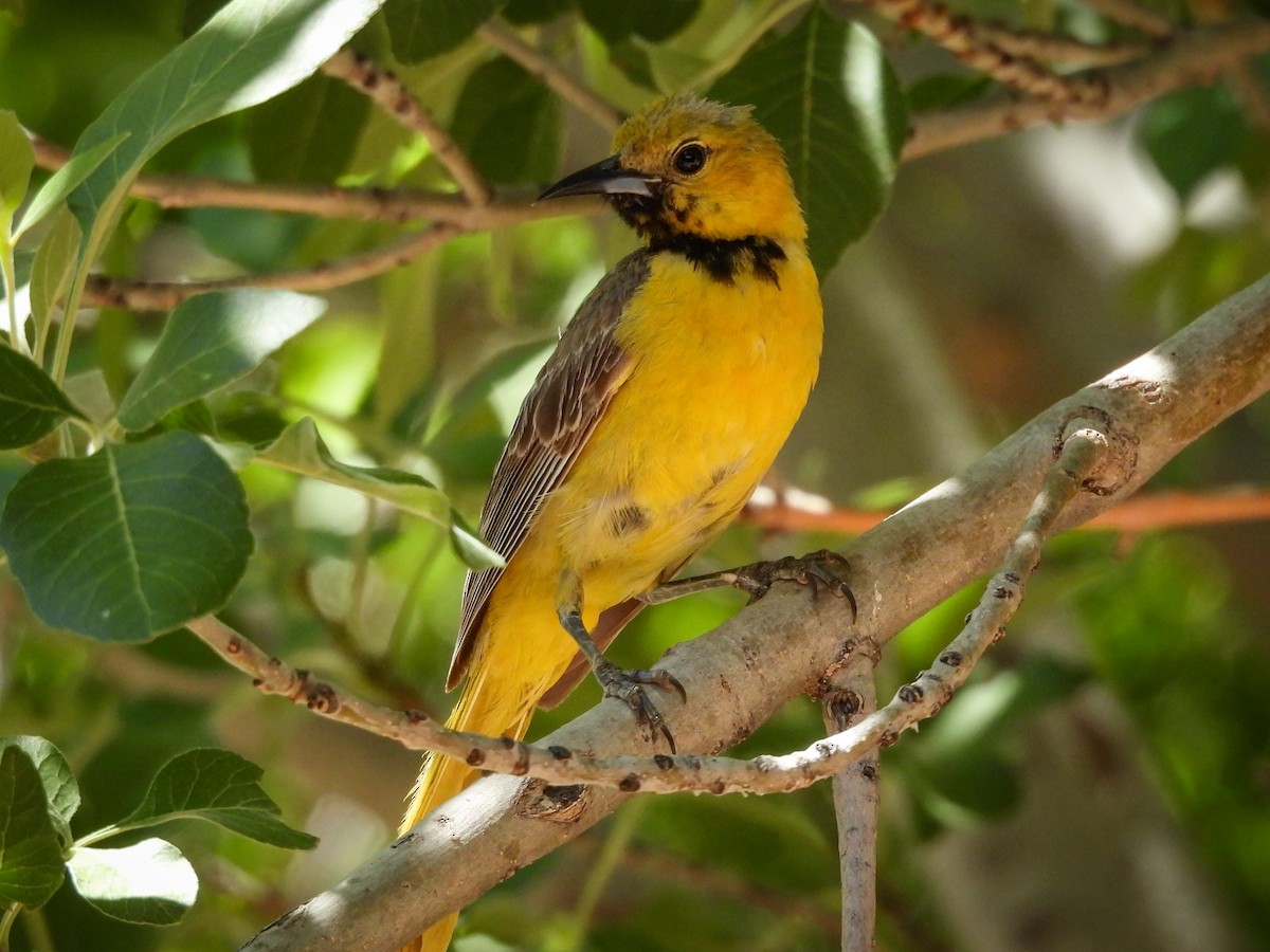 Oriole masqué - ML643632817