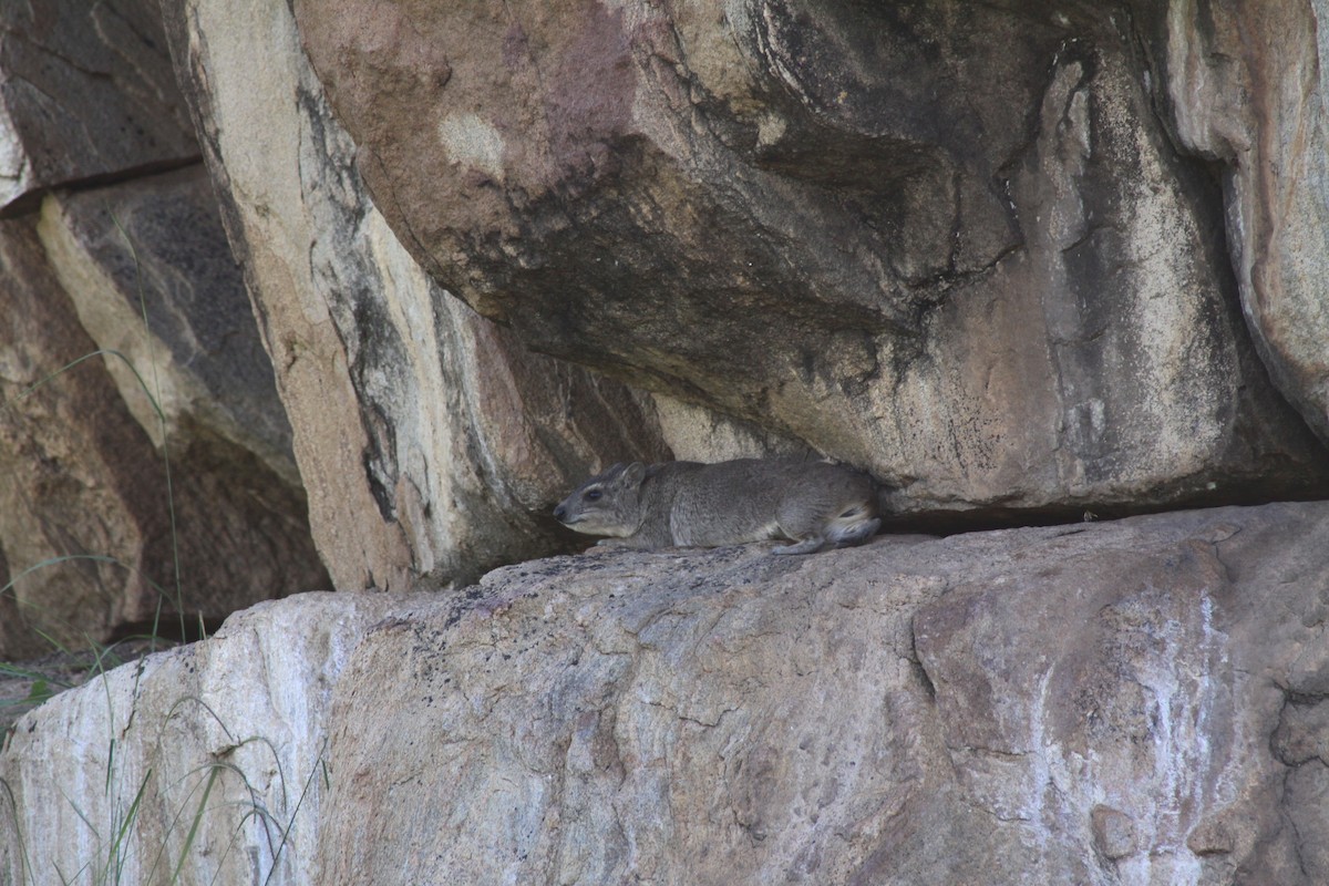 Rock Hyrax - ML643632818