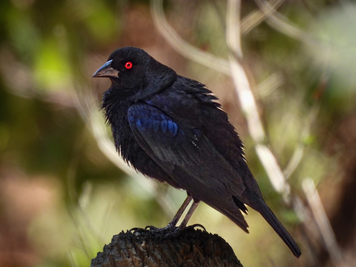 Bronzed Cowbird - ML643632821