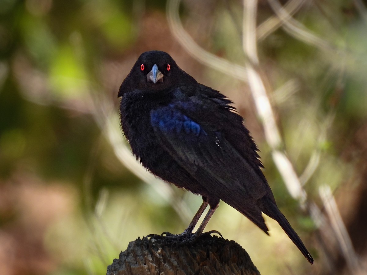 Bronzed Cowbird - ML643632822