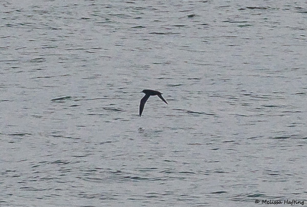 Short-tailed Shearwater - ML643632848