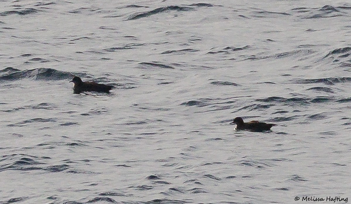 Short-tailed Shearwater - ML643632884