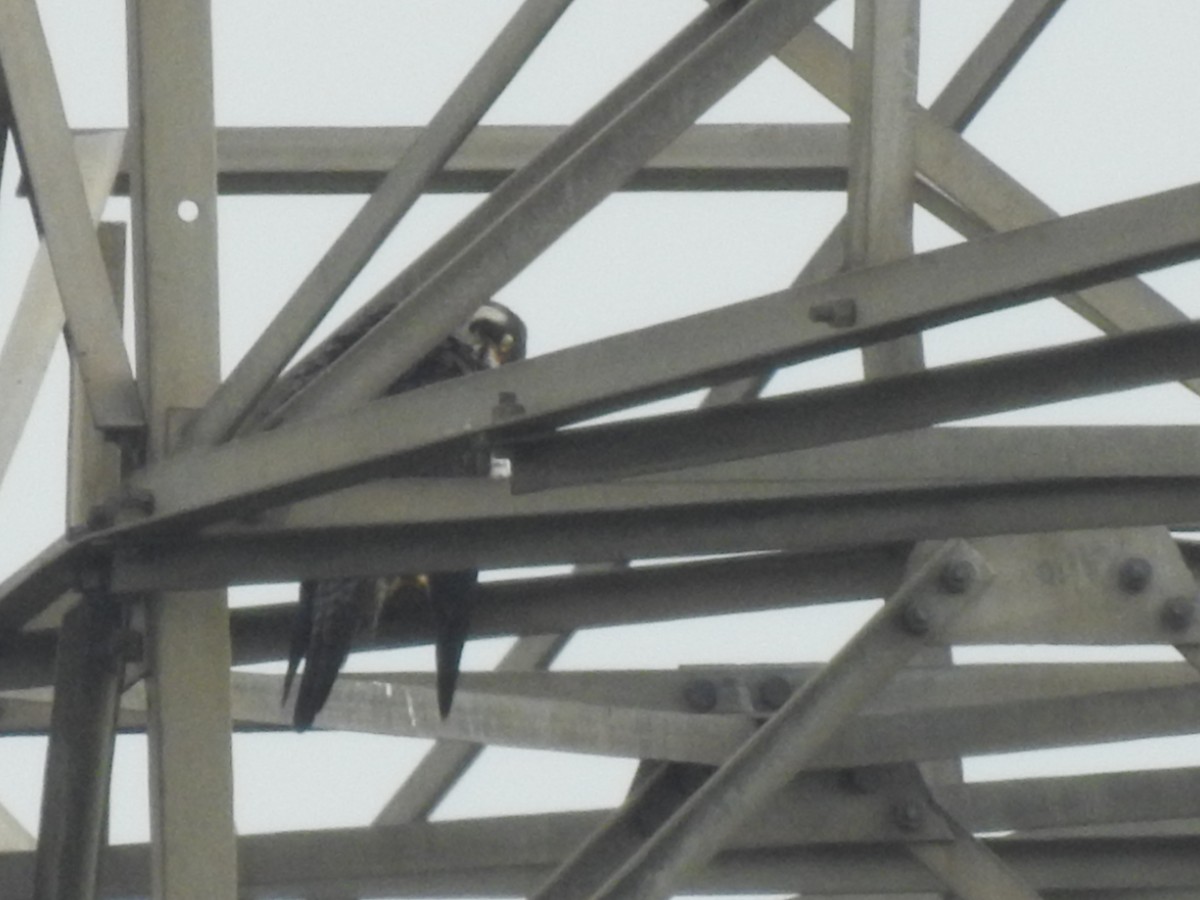 Peregrine Falcon - ML643632902