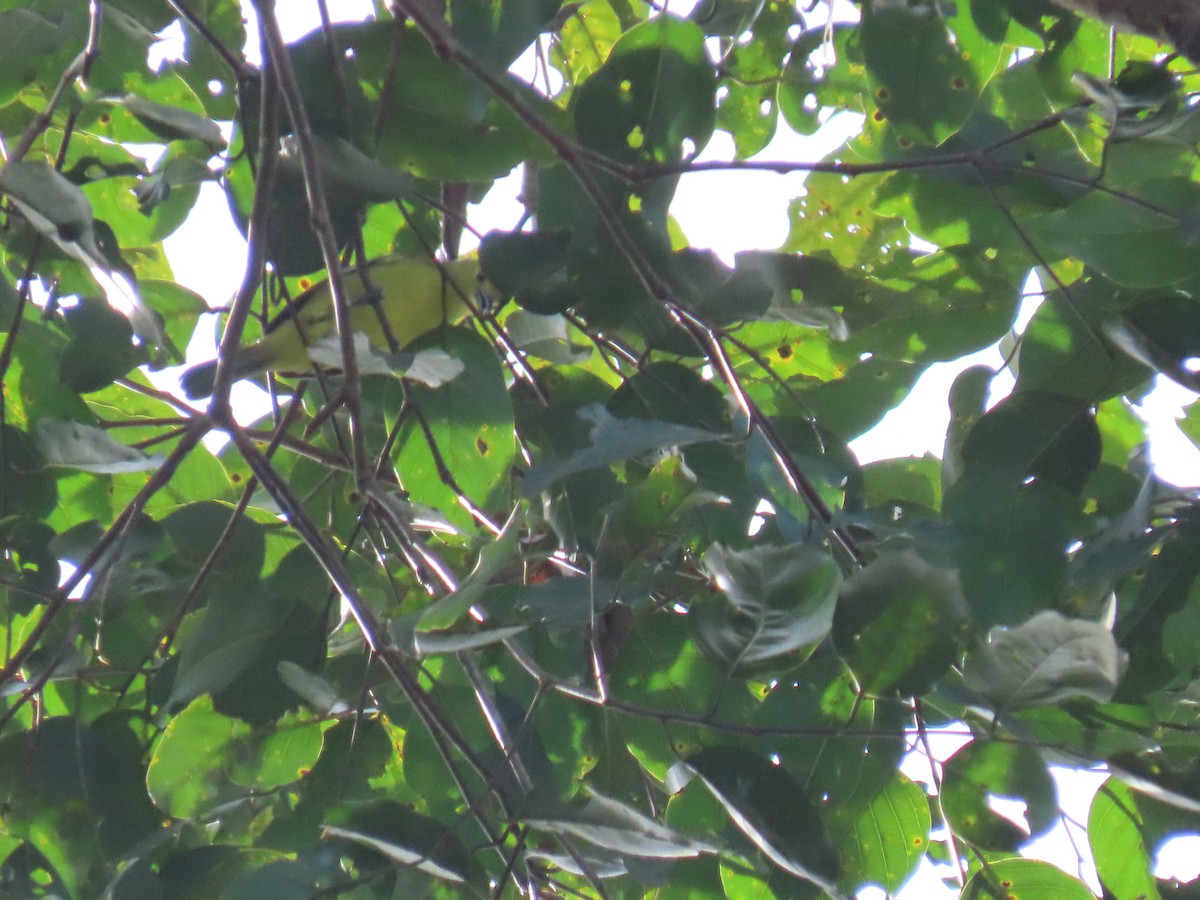 Common Iora - ML643632903