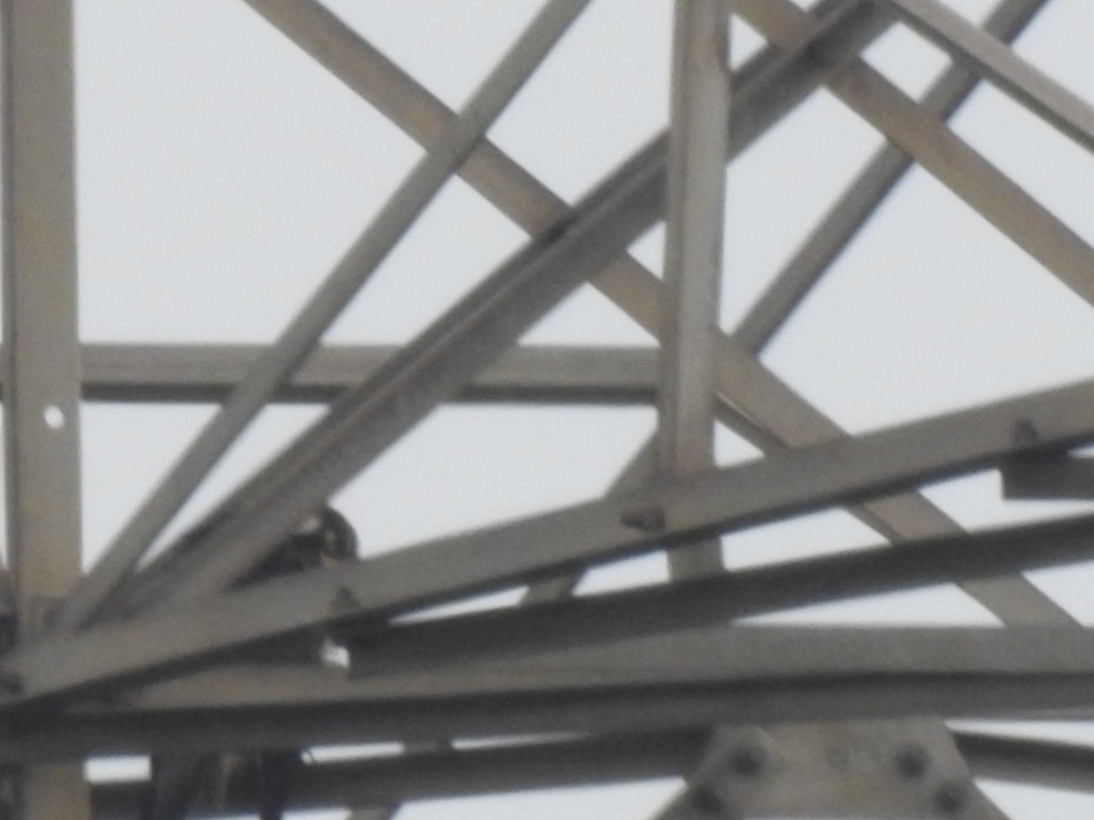 Peregrine Falcon - ML643632904