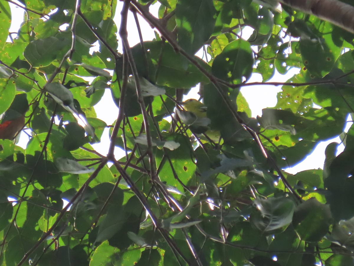 Common Iora - ML643632905