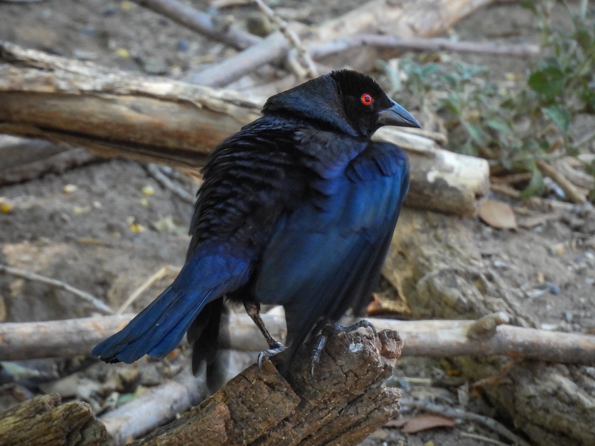 Bronzed Cowbird - ML643632906