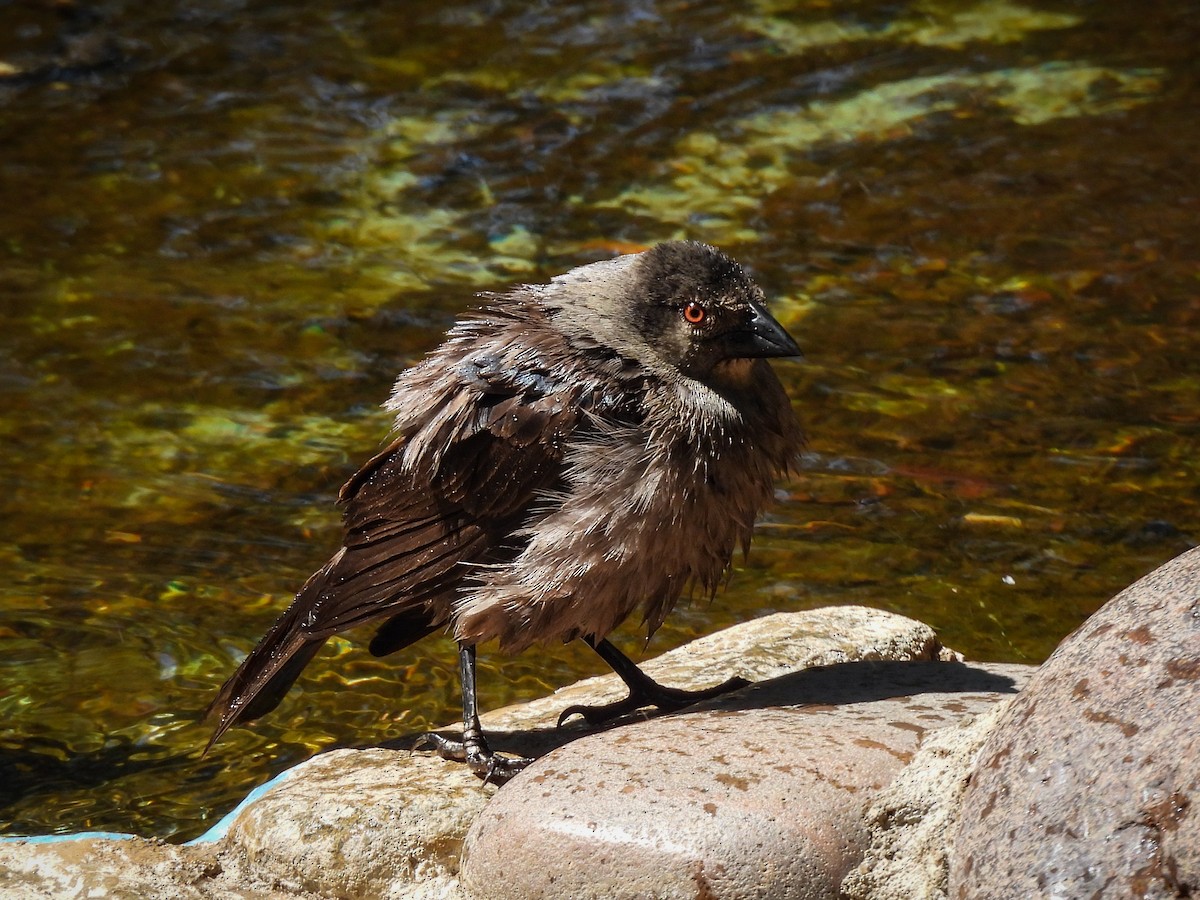 Bronzed Cowbird - ML643632911