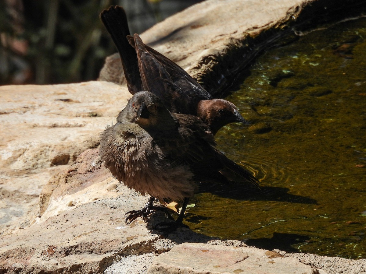 Bronzed Cowbird - ML643632912