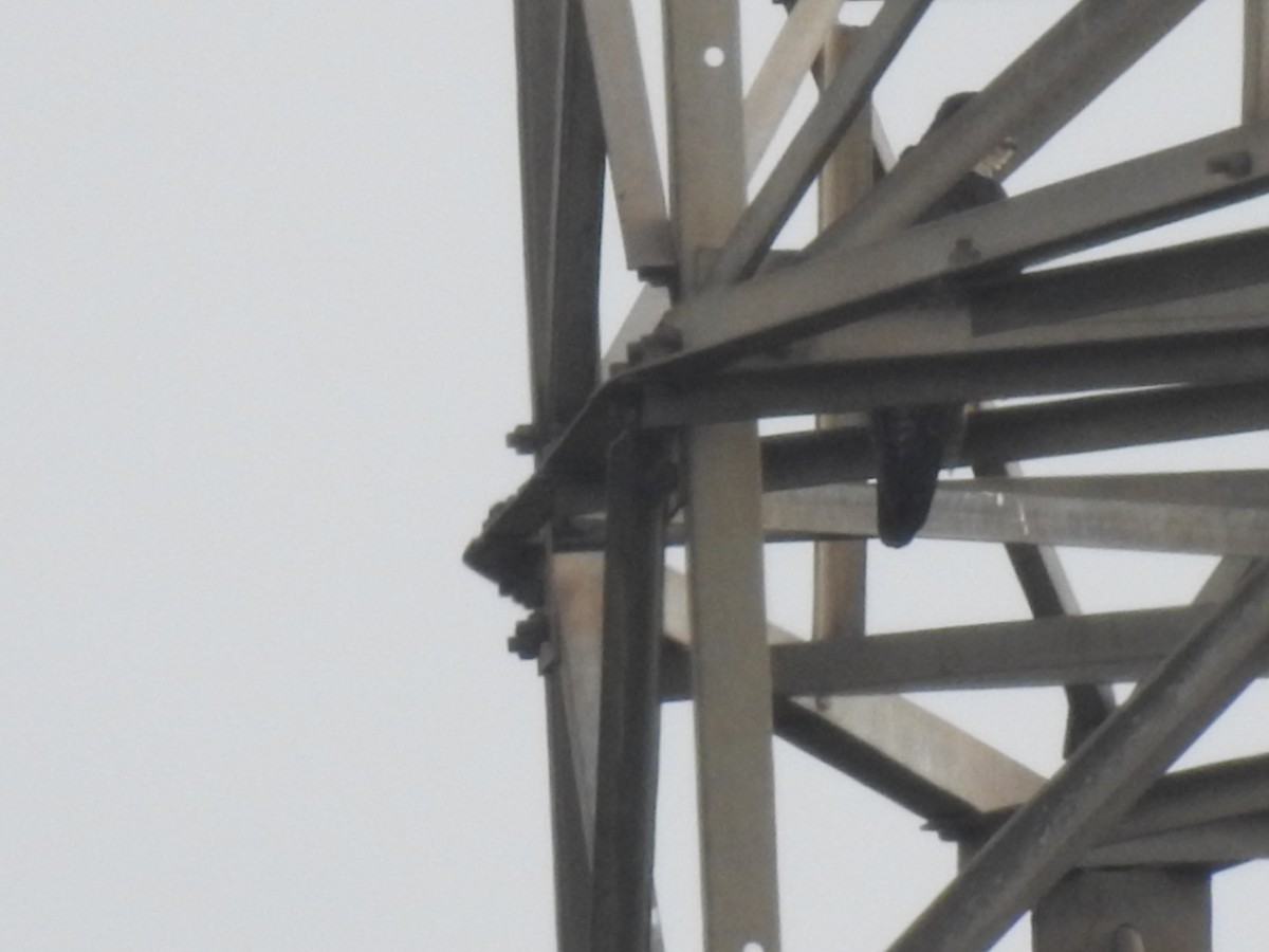 Peregrine Falcon - ML643632913