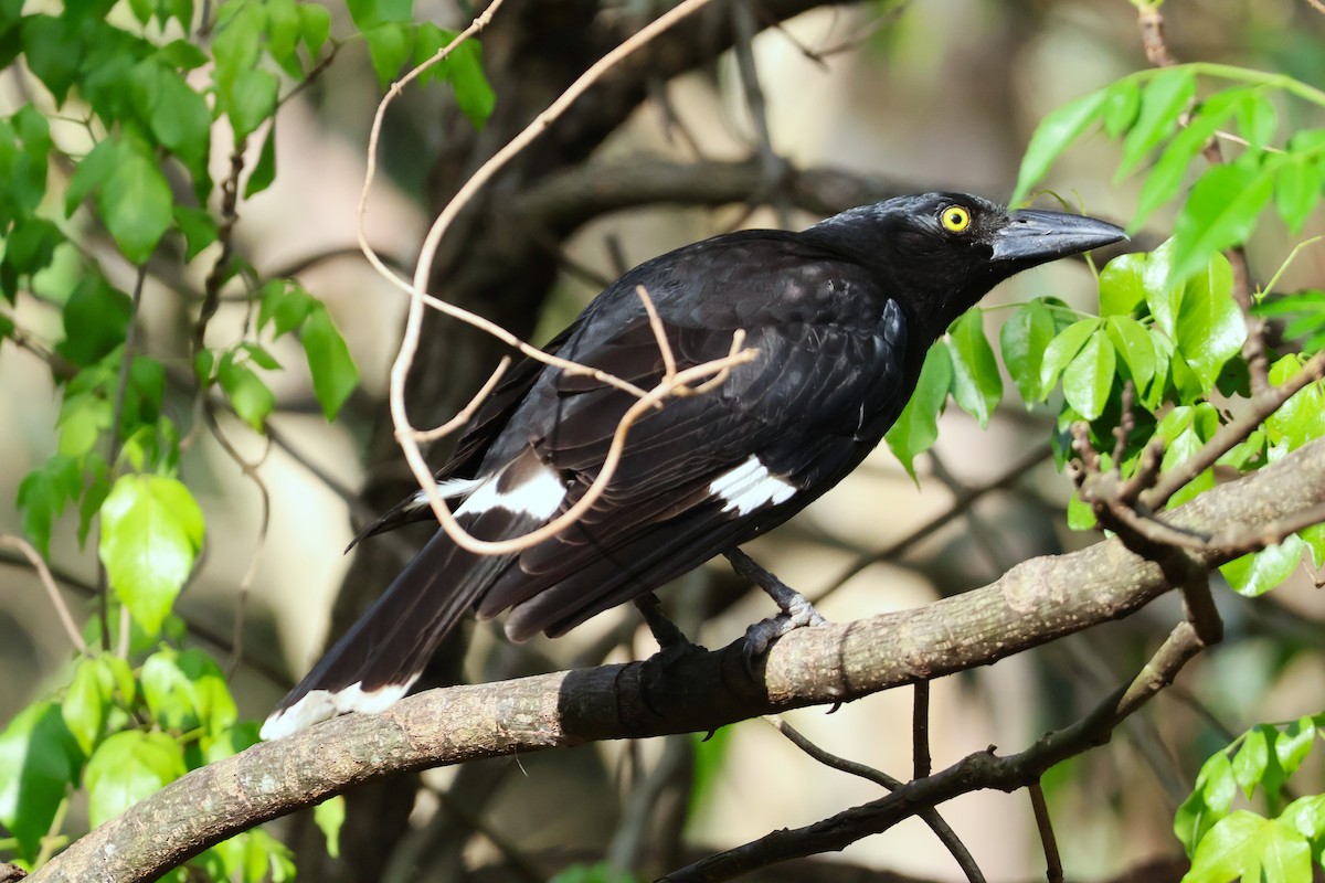 Pied Currawong - ML643632915