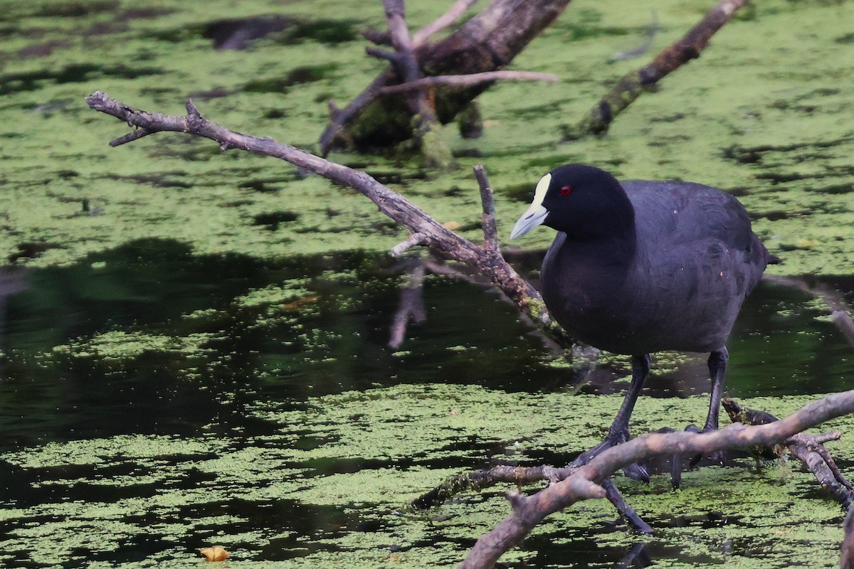 Eurasian Coot - ML643632924