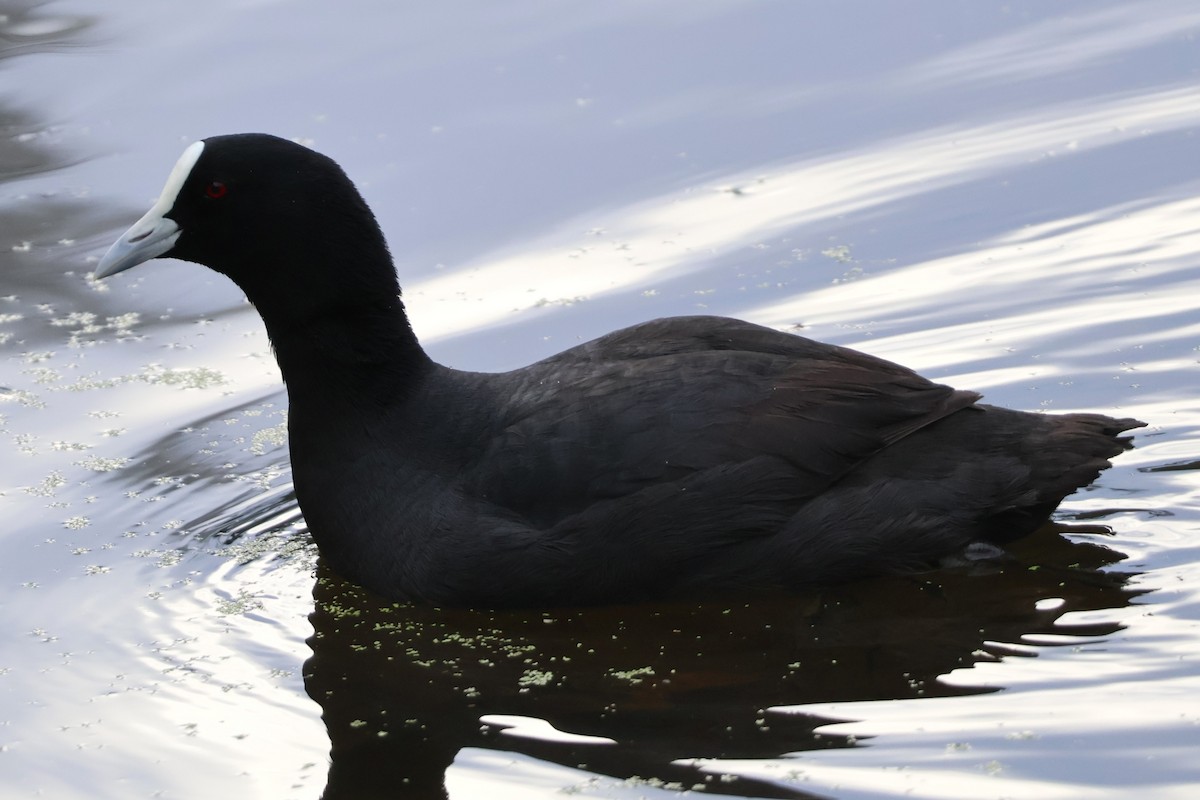 Eurasian Coot - ML643632925