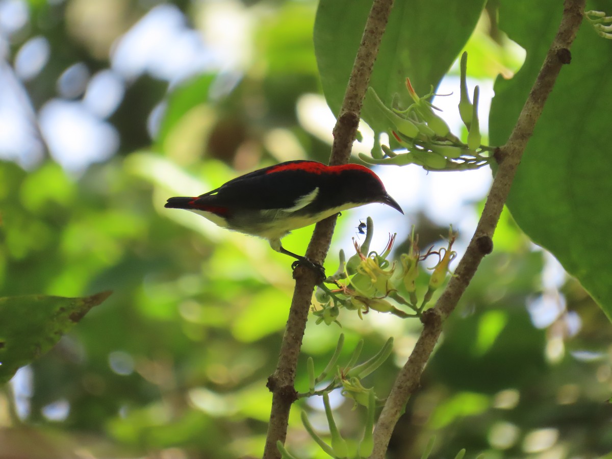 Scarlet-backed Flowerpecker - ML643632928