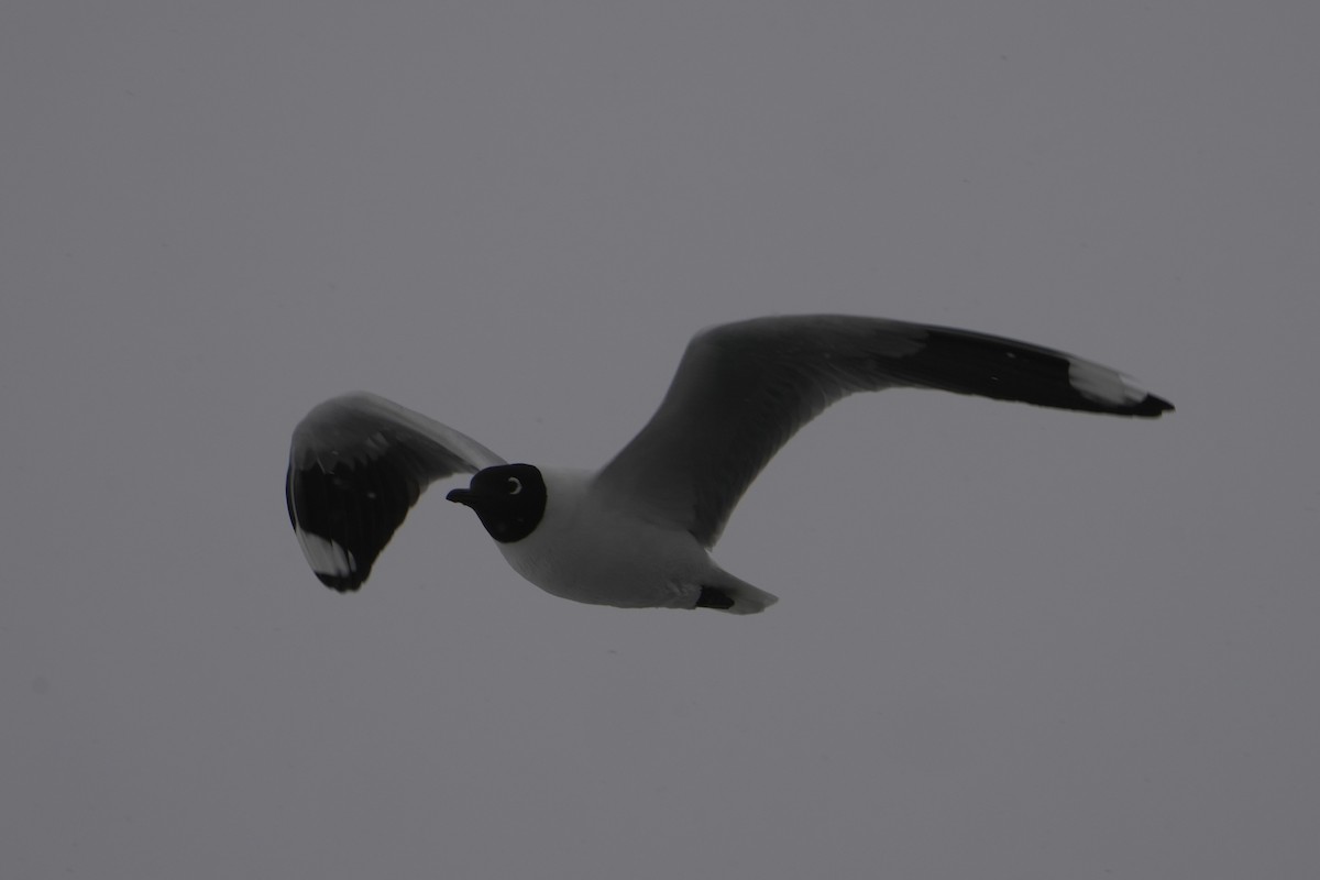 Andean Gull - ML643632929