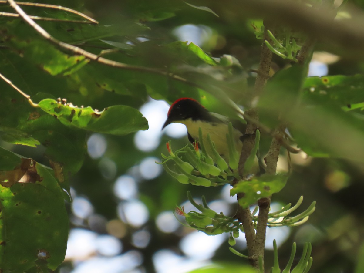 Scarlet-backed Flowerpecker - ML643632932