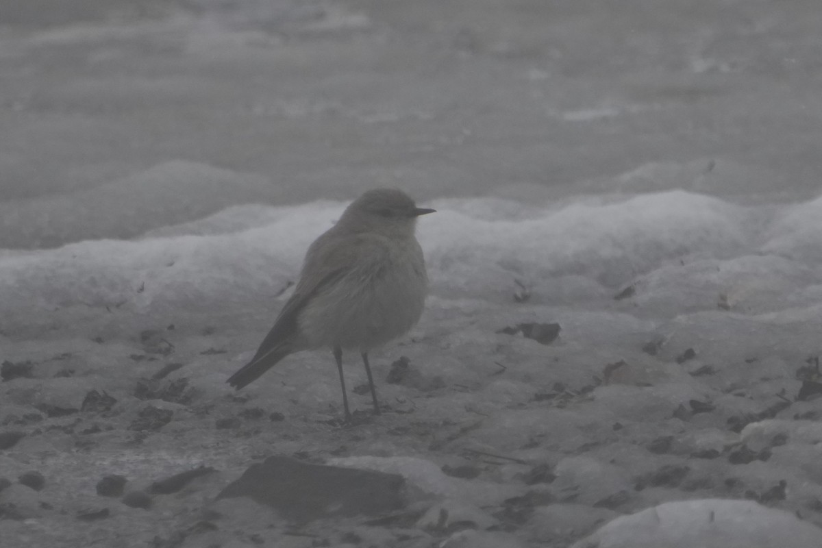 Kül Rengi Yer Tiranı - ML643632940