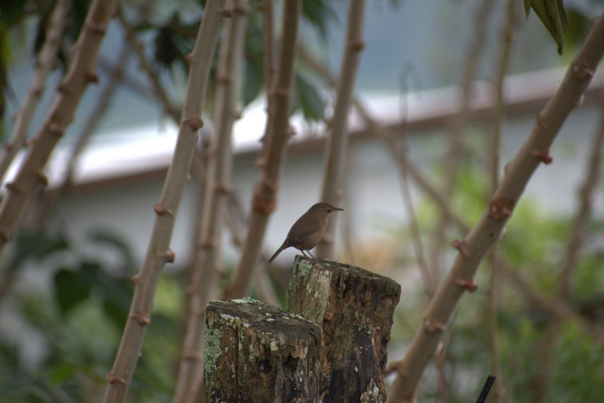 Southern House Wren - ML643632947