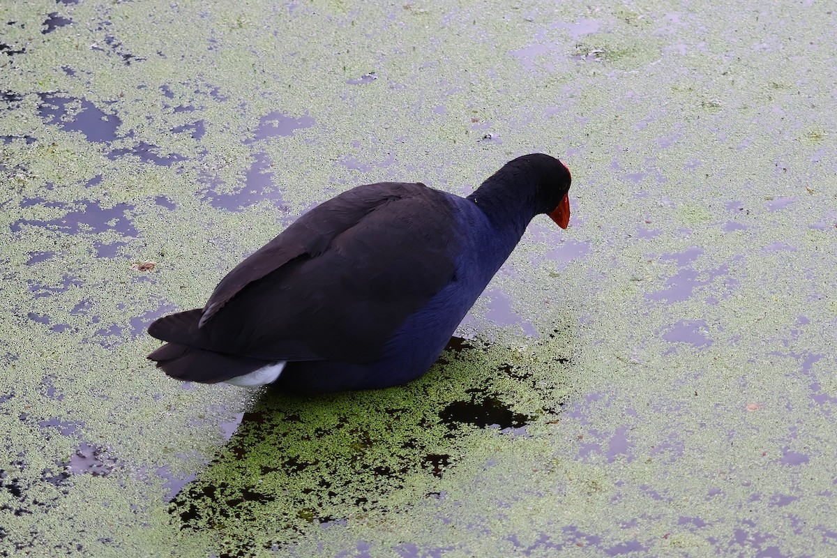 Australasian Swamphen - ML643632948