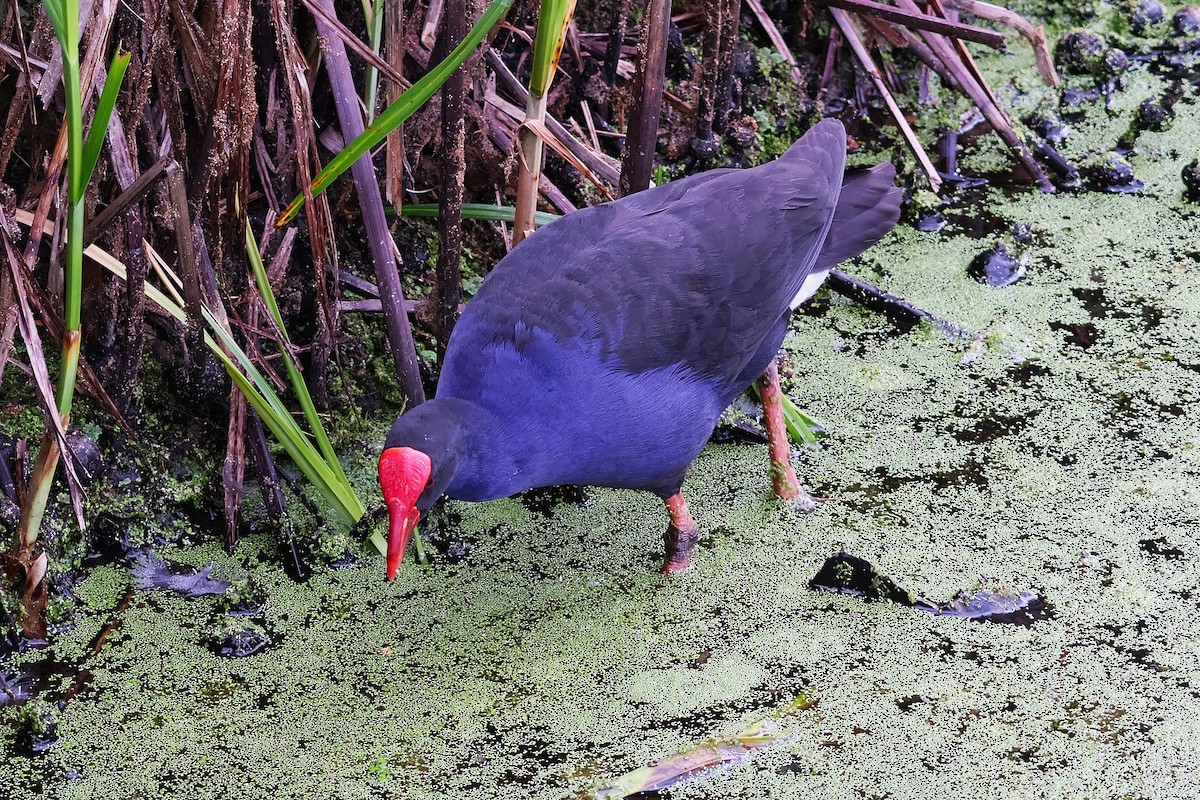 Australasian Swamphen - ML643632949