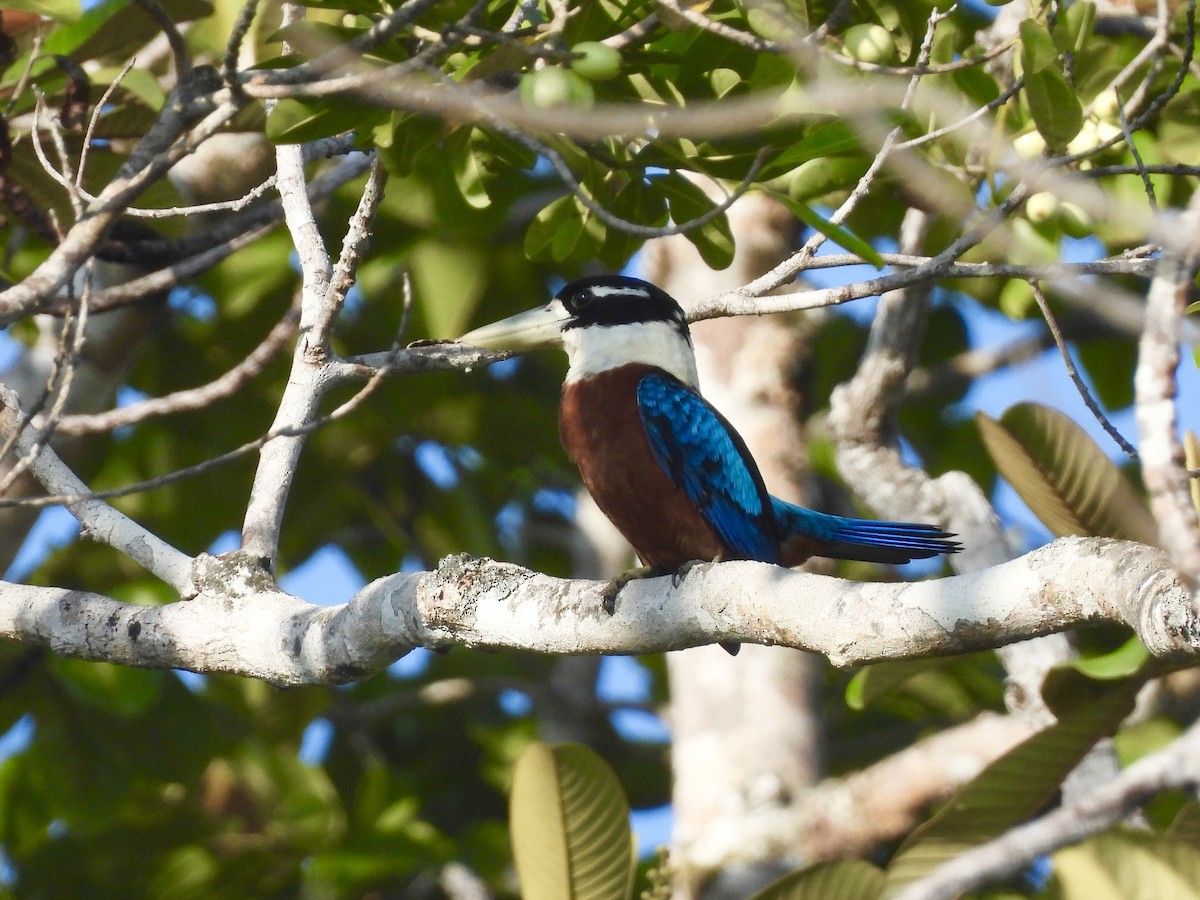 Кукабара білодзьоба - ML643632950