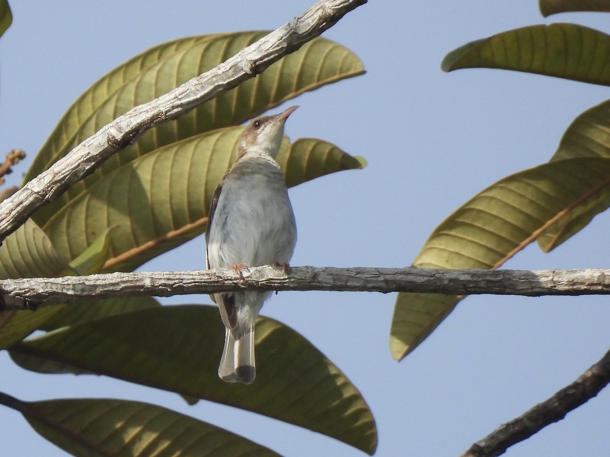 Brown-backed Honeyeater - ML643632951