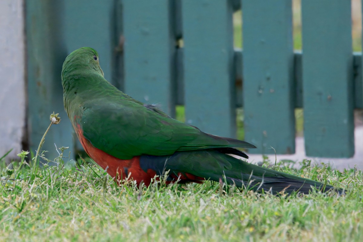 Australian King-Parrot - ML643632965