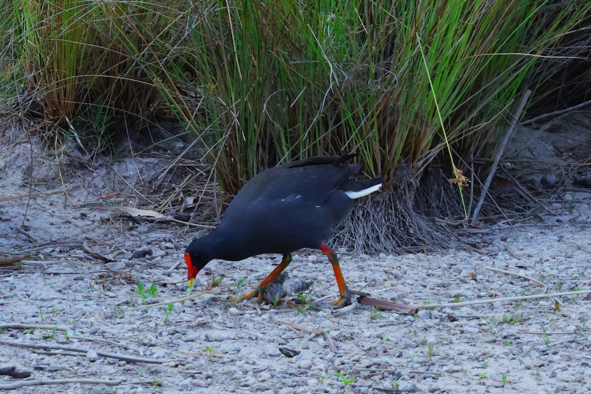 Dusky Moorhen - ML643632966