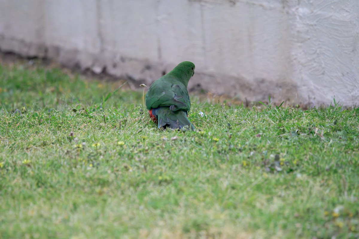 Australian King-Parrot - ML643632968