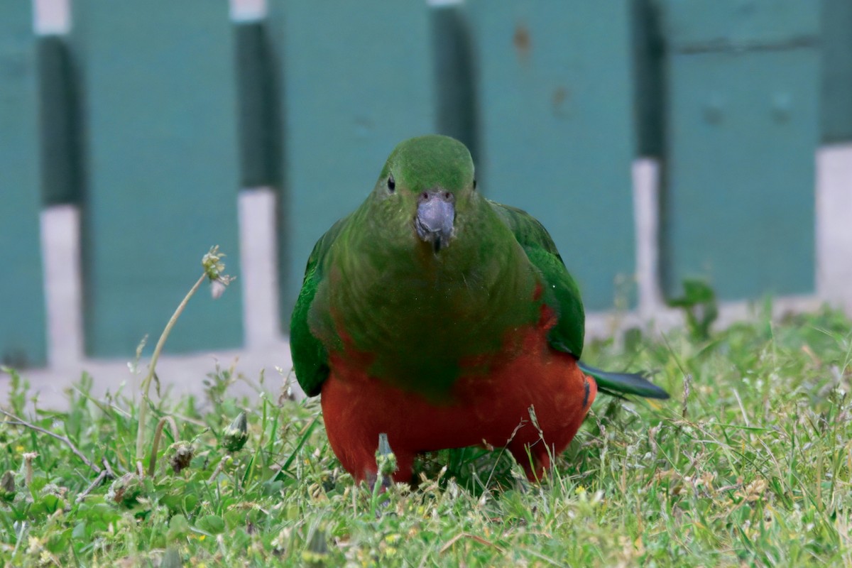 Australian King-Parrot - ML643632969