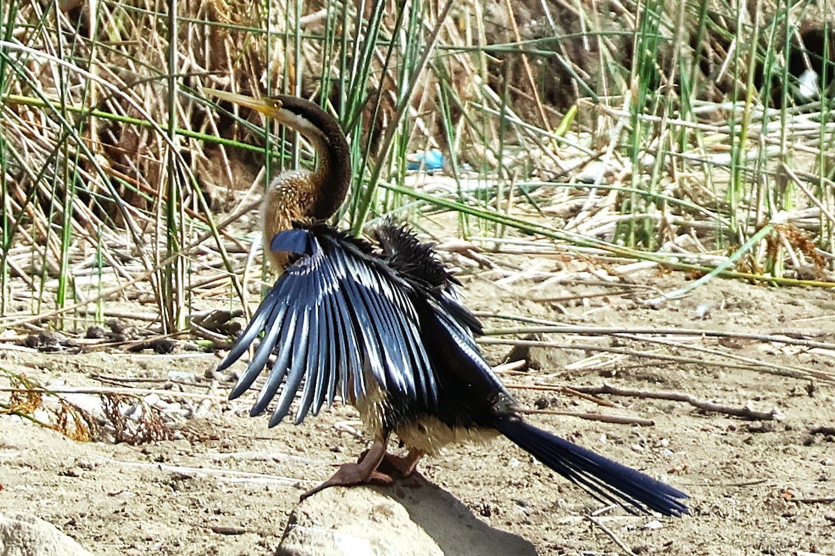 Australasian Darter - ML643632971