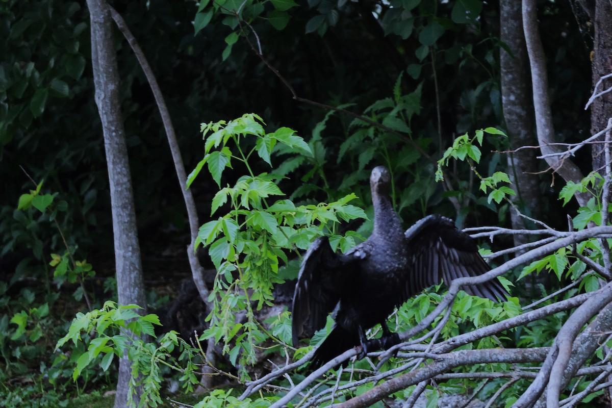 Little Black Cormorant - ML643632975