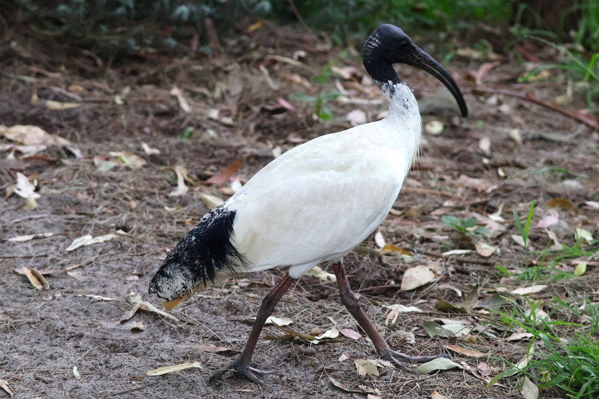 Australian Ibis - ML643632977