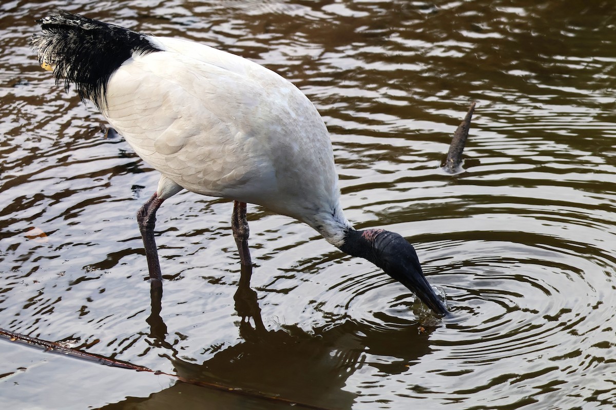 Australian Ibis - ML643632978