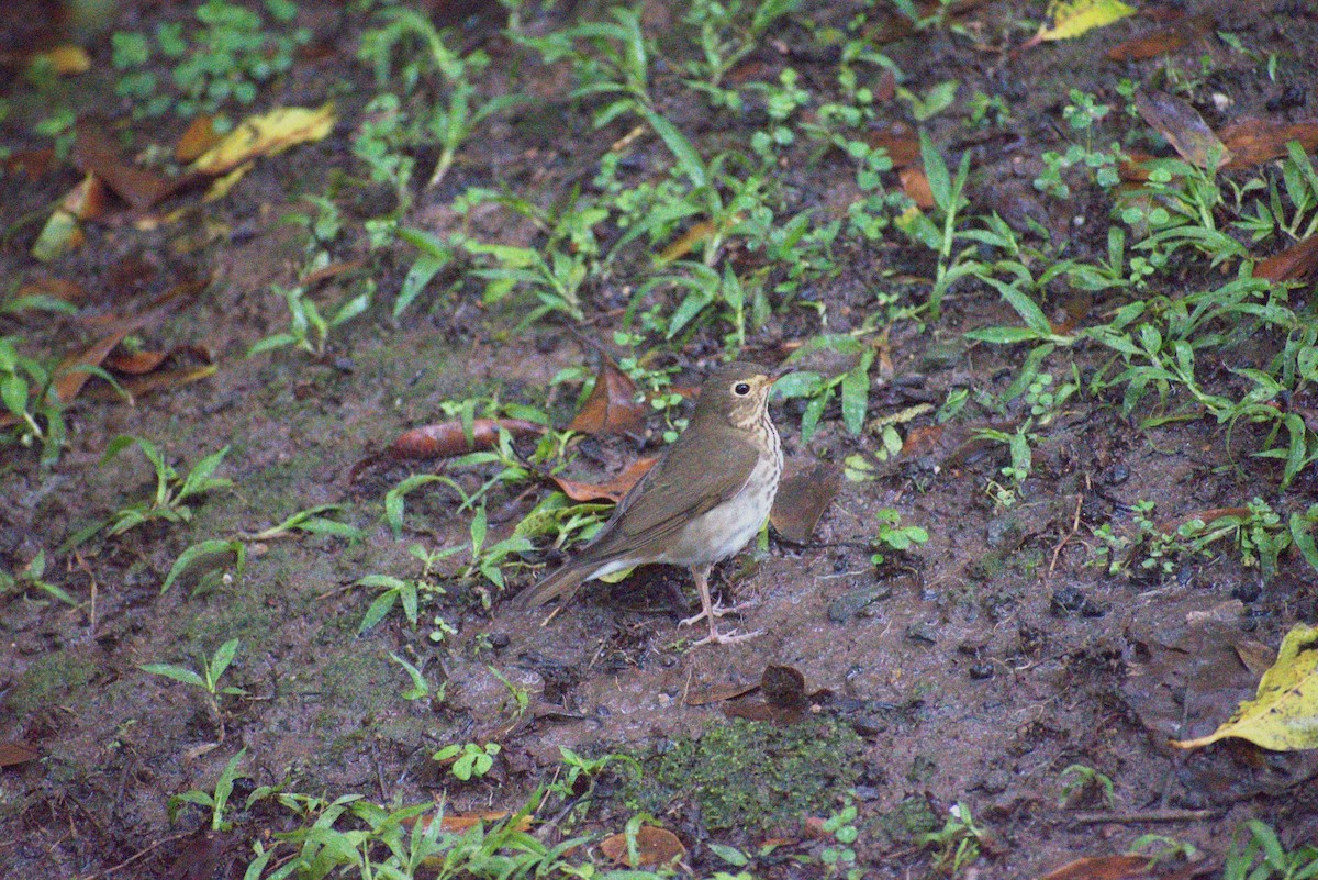 Swainson's Thrush - ML643632983