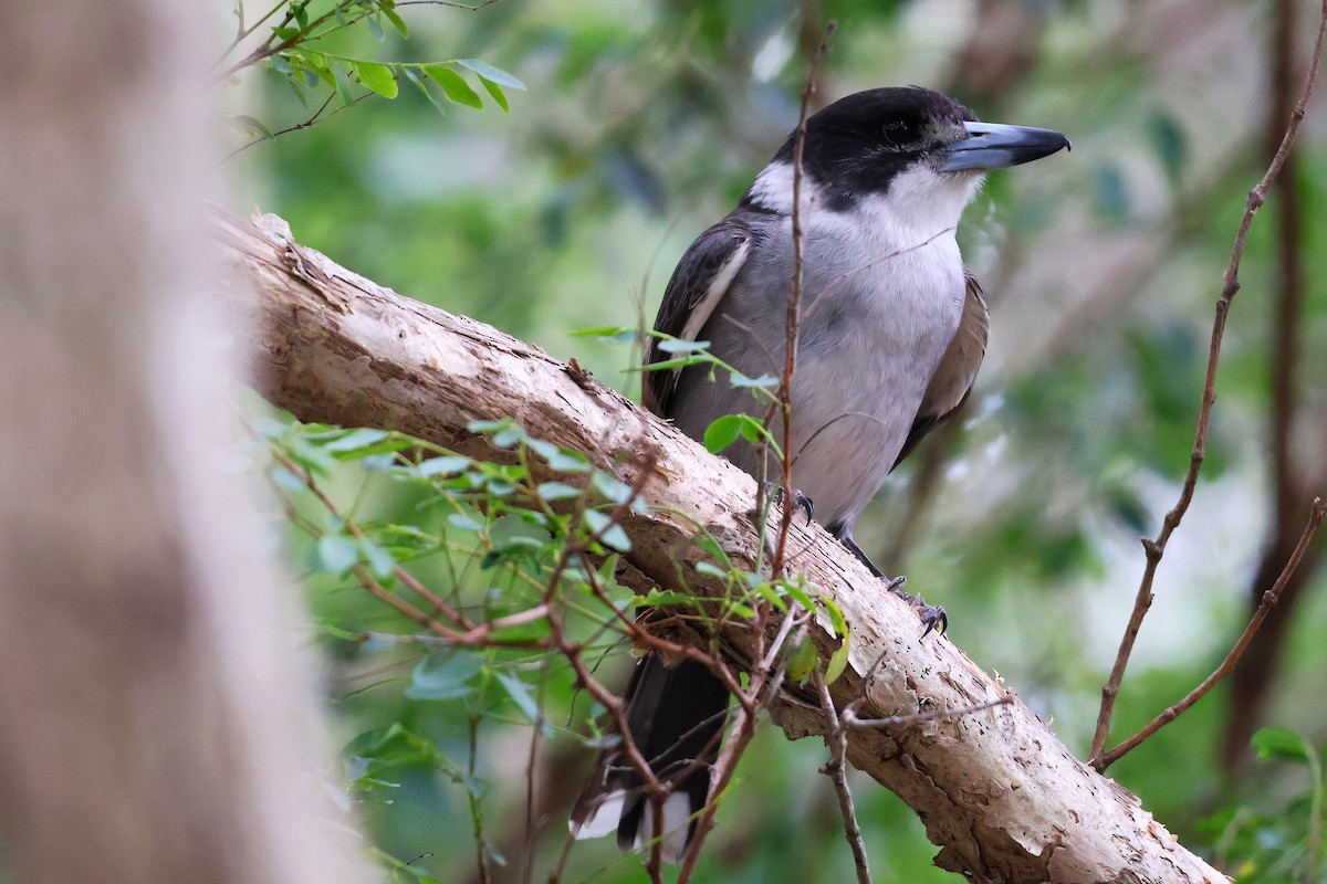 Gray Butcherbird - ML643632988