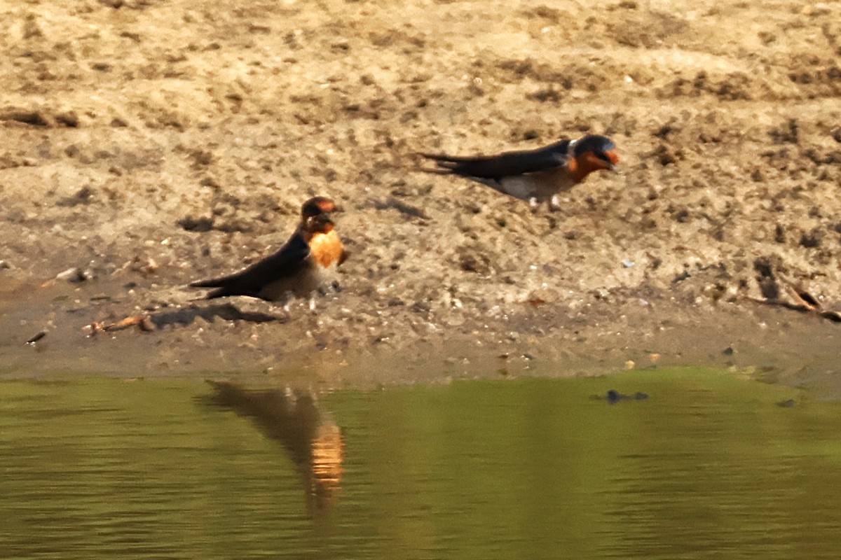Welcome Swallow - ML643633000