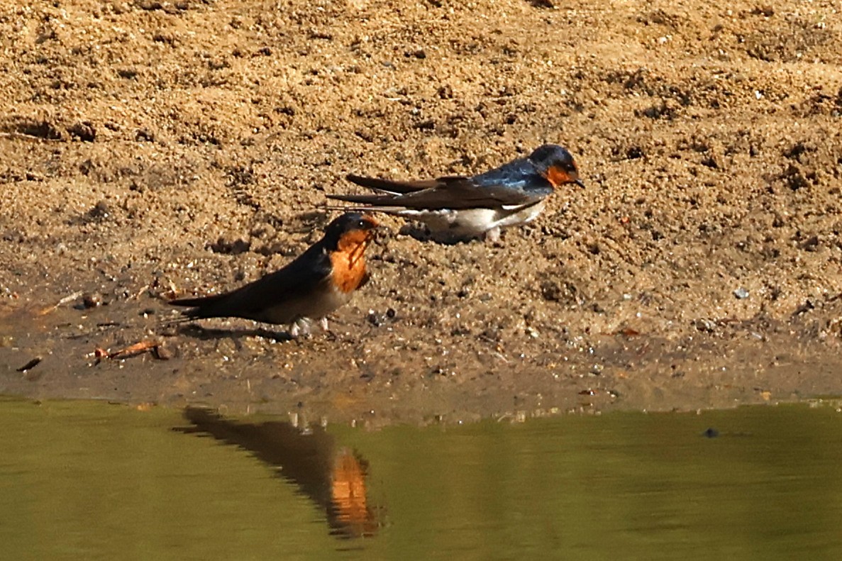 Welcome Swallow - ML643633001
